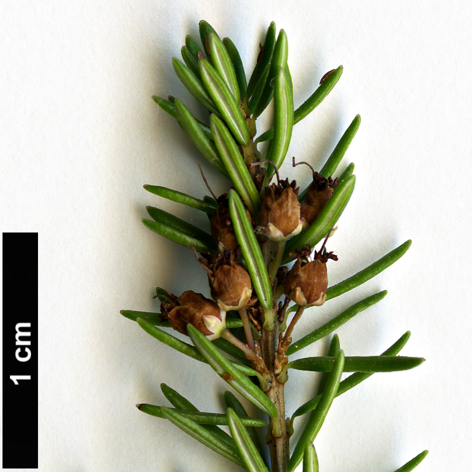 High resolution image: Family: Ericaceae - Genus: Erica - Taxon: vagans - SpeciesSub: ’Saint Keverne’